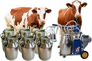 Коровы и доильный аппарат